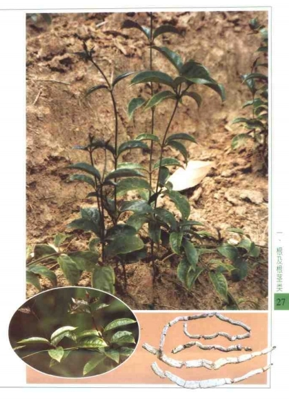 中草药彩图手册 合集6本插图