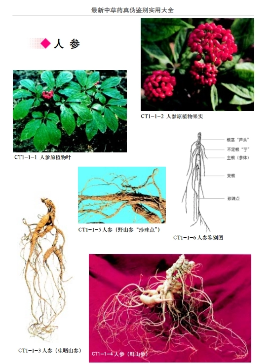 最新中草药真伪鉴别实用大全 合集4卷插图