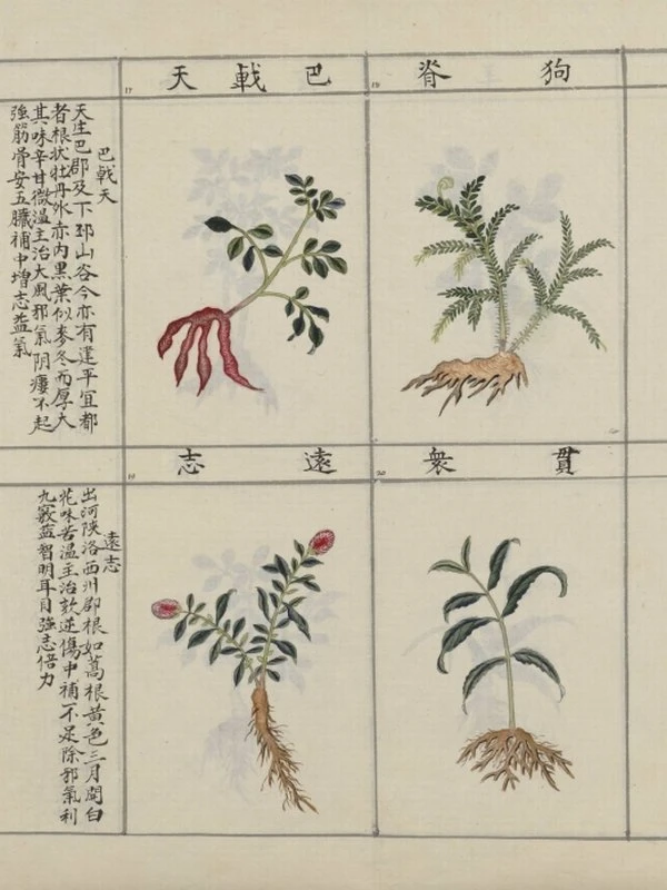 中国药用本草绘本.Traité chinois de botanique médicale.18世纪彩绘本插图