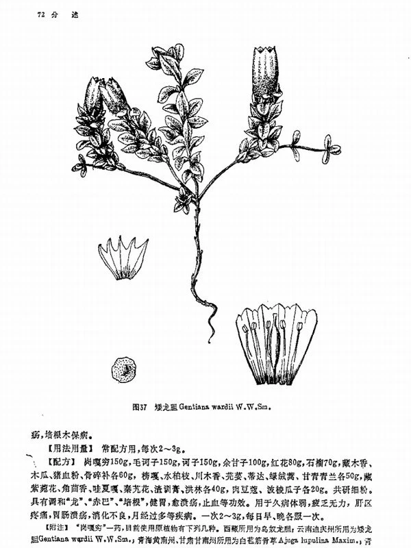 中国藏药（全3卷）插图