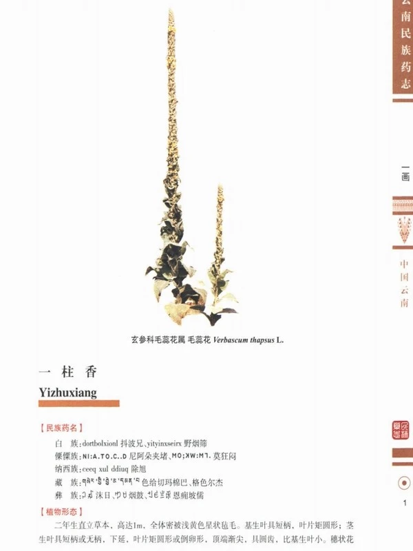 云南民族药志·共三卷插图