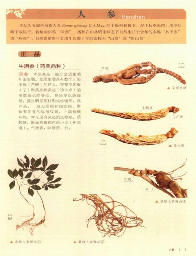 中国中药材及饮片真伪鉴别图典 共四册插图